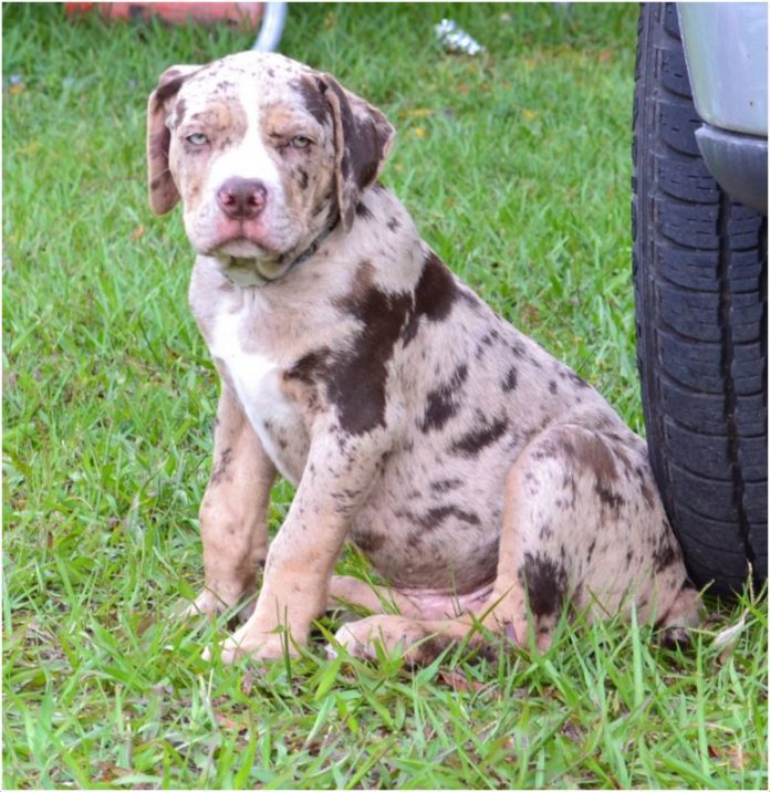 Catahoula Bulldog Catahoula Bulldog