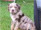 Catahoula Bulldog