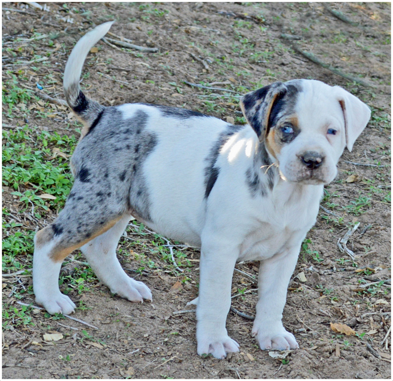 Catahoula Bulldog