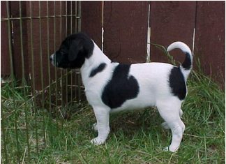 Danish Swedish Farmdog