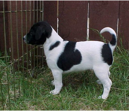 Danish Swedish Farmdog