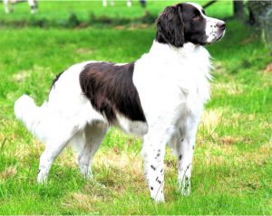 Drentse Patrijshond - Puppies, Temperament, Pictures, Breeders