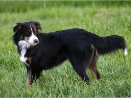 English Shepherd