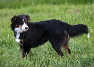 English Shepherd