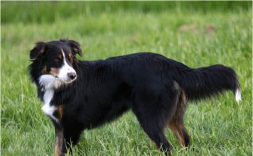 English Shepherd