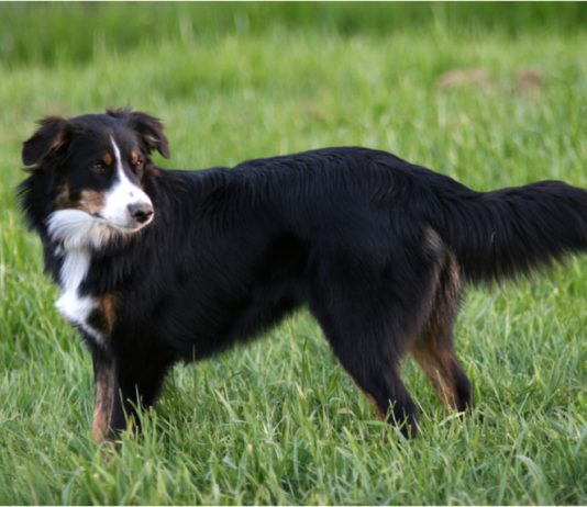 English Shepherd