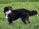 English Shepherd