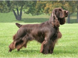 Field Spaniel