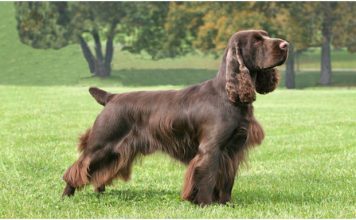 Field Spaniel