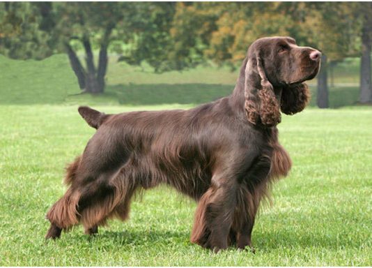 Field Spaniel