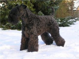 Kerry Blue Terrier