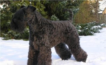 Kerry Blue Terrier