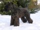 Kerry Blue Terrier Kerry Blue Terrier