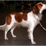 Kooikerhondje 3