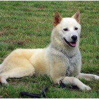 Korean Jindo - Facts, Pictures, Puppies, Personality, Price, Breeders