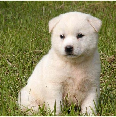 Korean Jindo - Facts, Pictures, Puppies, Personality, Price, Breeders ...