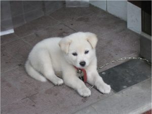 Korean Jindo