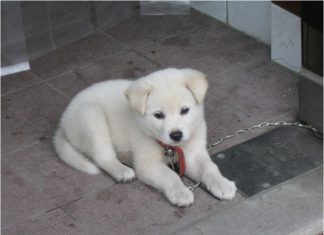 Korean Jindo