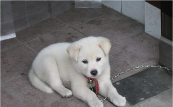 Korean Jindo
