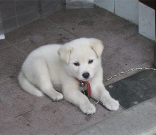 Korean Jindo