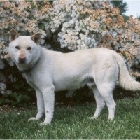 Korean Jindo - Facts, Pictures, Puppies, Personality, Price, Breeders