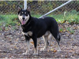 Lapponian Herder