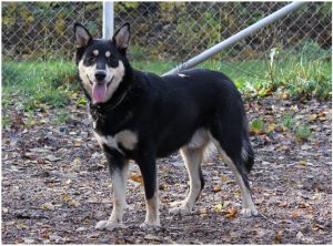 Lapponian Herder