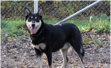 Lapponian Herder