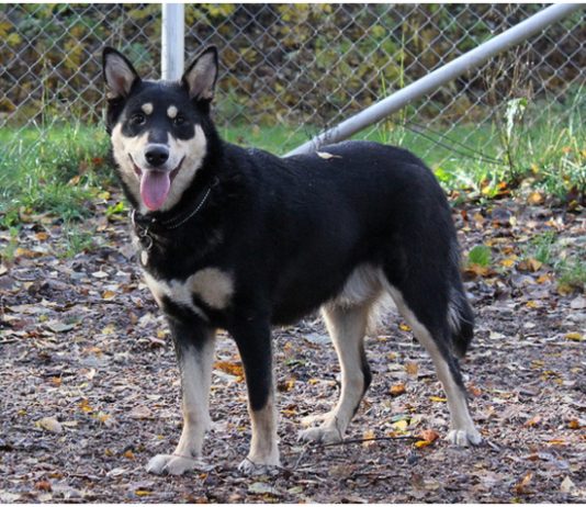 Lapponian Herder