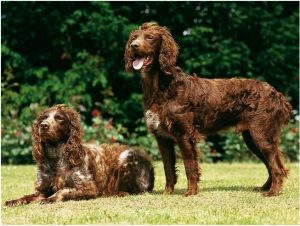 Pont-Audemer Spaniel