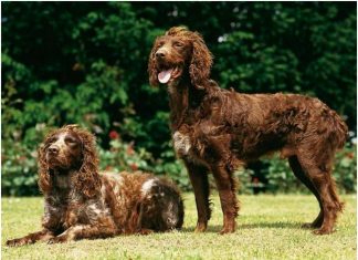 Pont-Audemer Spaniel