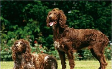 Pont-Audemer Spaniel