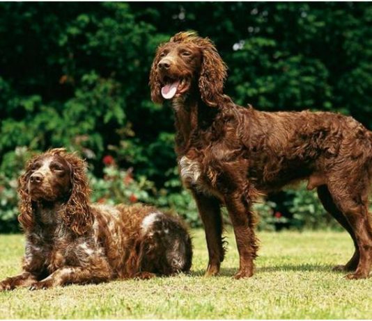 Pont-Audemer Spaniel
