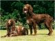 Pont-Audemer Spaniel