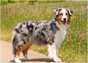 Australian Shepherd