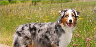 Australian Shepherd