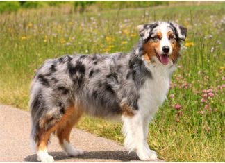 Australian Shepherd