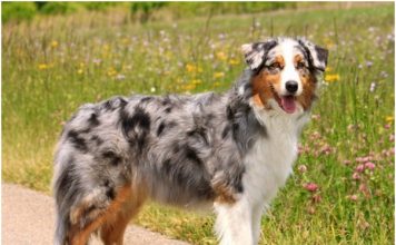 Australian Shepherd