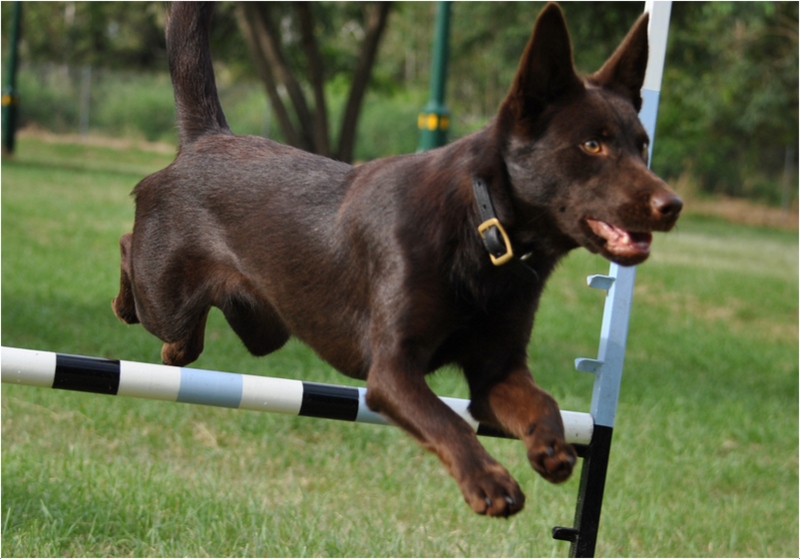 Australian kelpie - Puppies, Facts, Pictures, Price, Temperament