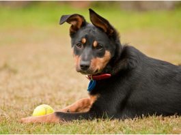 Australian kelpie