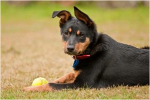 Australian kelpie