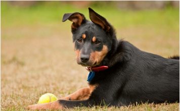 Australian kelpie Australian kelpie