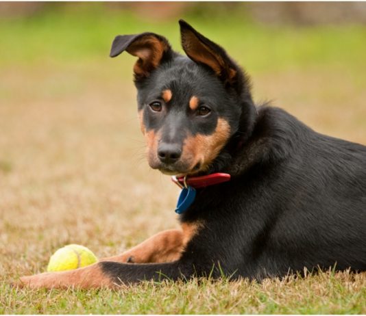 Australian kelpie