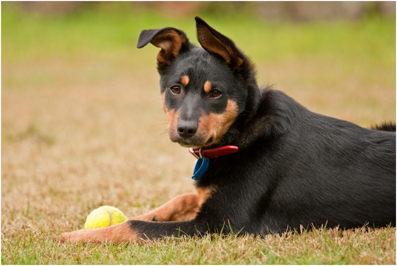 Image Result For German Shepherd X Kelpie