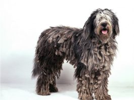 Bergamasco