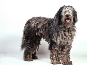 Bergamasco