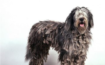 Bergamasco Bergamasco