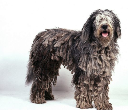 Bergamasco