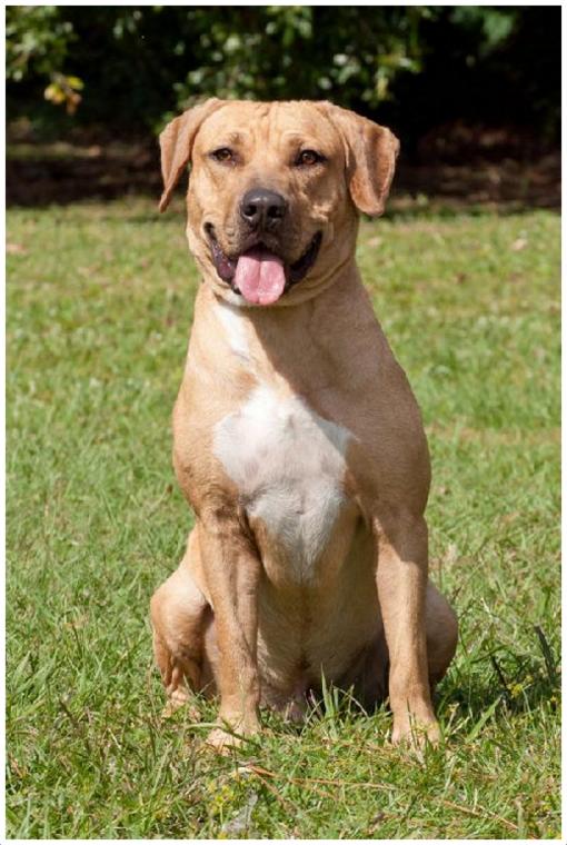 Black Mouth Cur - Puppies, Breeders, Facts, Pictures, Price, Lifespan