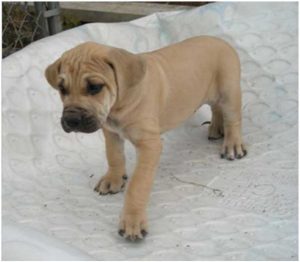 Black Mouth Cur
